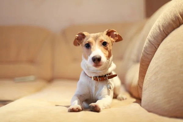 Honden Rechtenvrije Stockfoto's