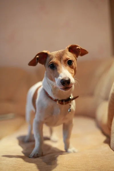 Groep, honden Stockafbeelding