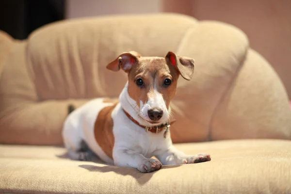 Groep, honden Stockafbeelding