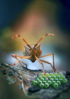 Doğa masaüstü arka planları
