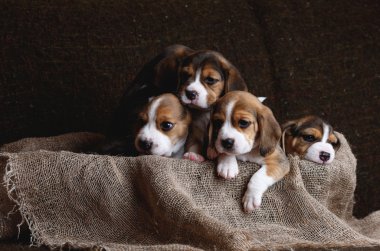 Grup, köpekler