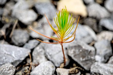Genç bitki kayaların arasından yukarı itiyor..