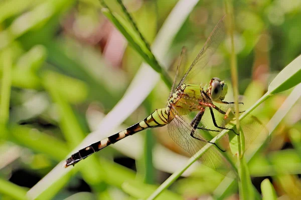 Dragonfly Resting Fragile Blade — Stock Photo, Image