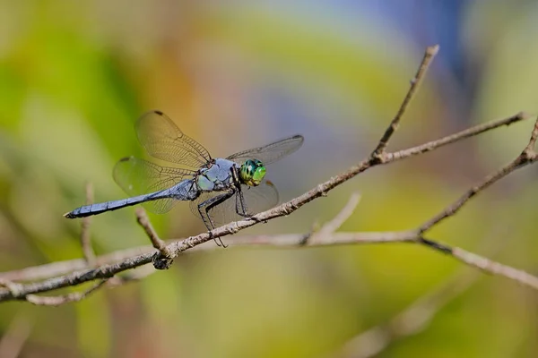 Dragonfly Resting Fragile Blade — Stock Photo, Image