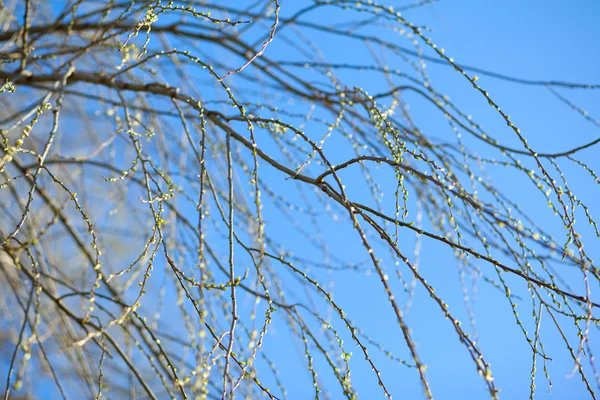 Texture of tree branches with first new leaves — Stock Photo, Image