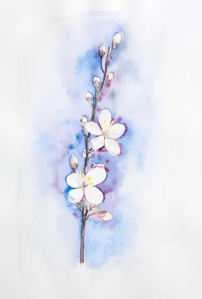 Bello dipinto a mano acquerello fioritura albicocca brunch albero — Foto Stock