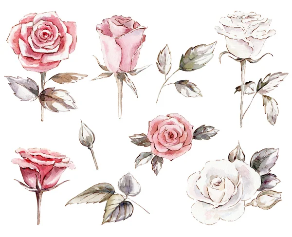 Ensemble de cliparts de roses aquarelle — Photo