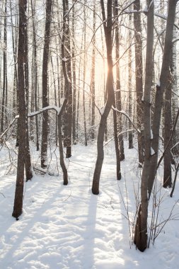 Kış arka plan karlı ormanı