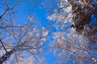 gökyüzü arka plan ağaç başında buzlu