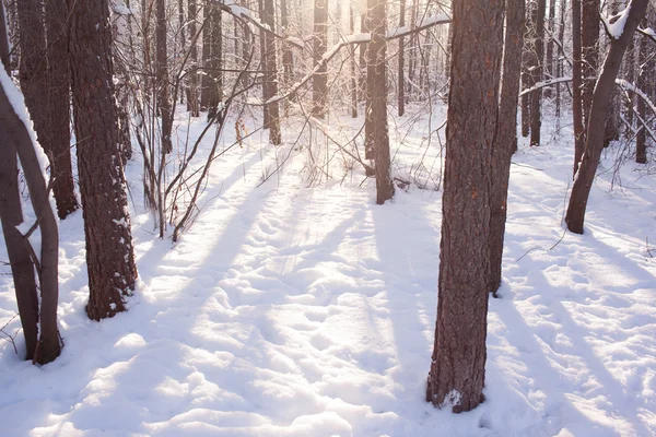 Winter background of snowy forest — Stock Photo, Image