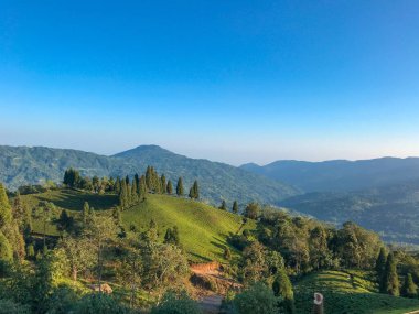 Landscape view of green Tea garden at Illam, Nepal with beautiful mountains and blue sky. clipart