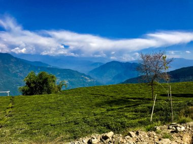 Illam, Nepal 'deki yeşil çay bahçesinin manzarası. Güzel dağları ve mavi gökyüzü. Yeşil Çay Bahçesi .