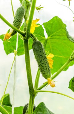 Dalları üzerinde genç salatalık