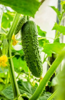 Dalları üzerinde genç salatalık