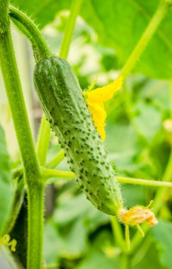 Dalları üzerinde genç salatalık