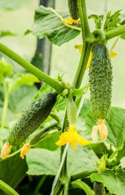 Dalları üzerinde genç salatalık