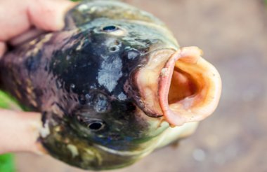 büyük taze nehir balığı