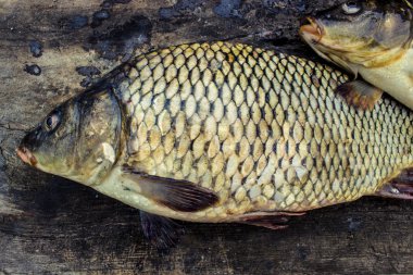 büyük taze nehir balığı