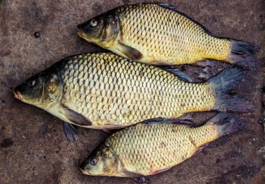 büyük taze nehir balığı