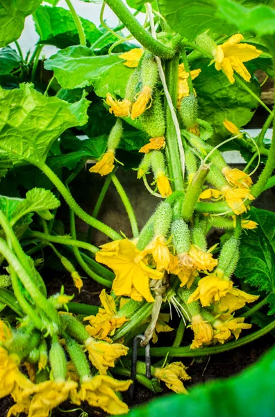 Verduras e ervas verdes — Fotografia de Stock