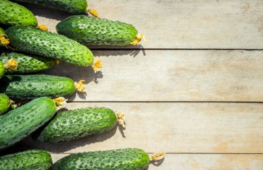 Yeşil sebze ve otlar