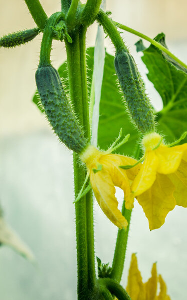 green vegetables and herbs