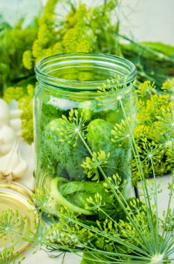 Taze salatalık turşusu. Dereotu, sarımsak ve baharatlar ile taze salatalık turşuiçin hazırlanıyor