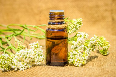 Uçucu yarrow yağı Küçük bir şişe (bitkisel tentür, tentür, özü)