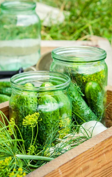 Pepinos frescos en vinagre. Preparación de pepinos frescos en vinagre con eneldo, ajo y especias — Foto de Stock