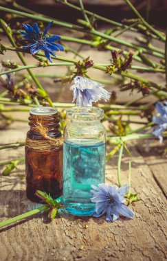 Hindiba çiçek ve beyaz arka plan üzerinde kök (Cichorium).