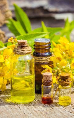 loosestrife çiçek otlar ayıklamak, telkin, kaynatma.
