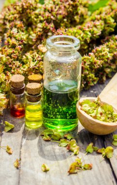 Tıbbi bitki Sorrel at (Rumex confertus, Asyadock) ve herbalist el kitabı. Bitkisel ilaç, pişirme (sınırlı), hayvanlar için gıda, boya üretimi için kullanılan, deri bronzlaşma