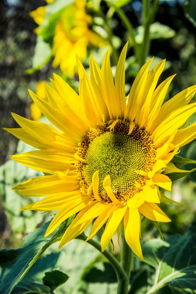 黄色のヒマワリ花の頭と緑の葉 — ストック写真