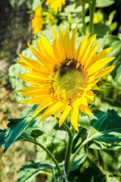 黄色のヒマワリ花の頭と緑の葉 — ストック写真