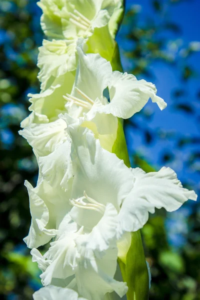 Glayöl kılıç lily çok yıllık soğanlı bitkiler Iris ailesi (açan) soluk limon sarısı tonlarında ilkbaharda çiçek açan bir cins uzun ömürlü çiçekler ile dekoratif bir keyiftir.