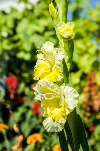 Gladiolus sword lily a genus of perennial bulbous flowering plants in iris family (Iridaceae) blooming in spring in pale shades of lemon yellow is a decorative delight with long lasting flowers.