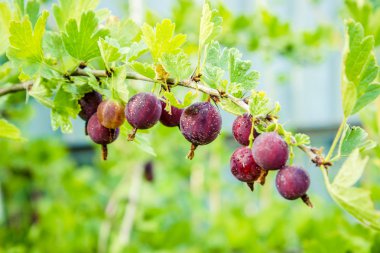 Kırmızı bektaşi dallar bahçesinde. Ribes grossularia. Bektaşi üzümü meyve vitamin, şeker, mineraller, eser elementler, organik asitler, tanen ve flavonoidler içerir. Kavram benim Bahçe