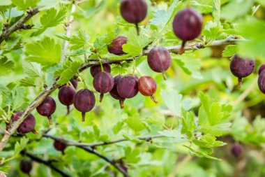 Kırmızı bektaşi dallar bahçesinde. Ribes grossularia. Bektaşi üzümü meyve vitamin, şeker, mineraller, eser elementler, organik asitler, tanen ve flavonoidler içerir. Kavram benim Bahçe
