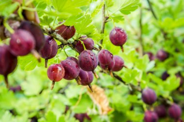 Kırmızı bektaşi dallar bahçesinde. Ribes grossularia. Bektaşi üzümü meyve vitamin, şeker, mineraller, eser elementler, organik asitler, tanen ve flavonoidler içerir. Kavram benim Bahçe