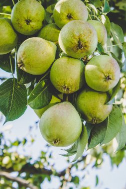 Hasat armut ağaç üzerinde olgunlaştırmak