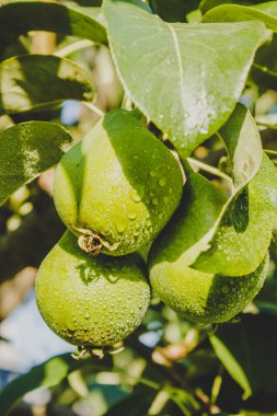 Hasat armut ağaç üzerinde olgunlaştırmak