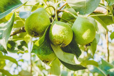 Hasat armut ağaç üzerinde olgunlaştırmak