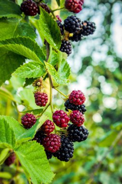 BlackBerry değil olgun dalları.