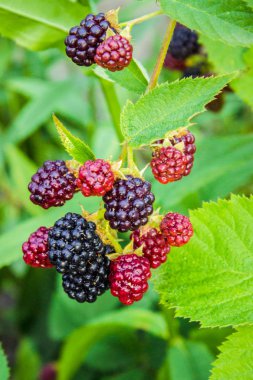 BlackBerry değil olgun dalları.