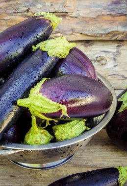 Sebze. Olgun mavi patlıcan.