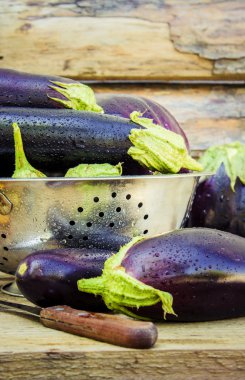 Sebze. Olgun mavi patlıcan.