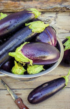 Sebze. Olgun mavi patlıcan.