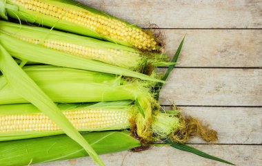 Bahçeden genç olgun Mısır. 