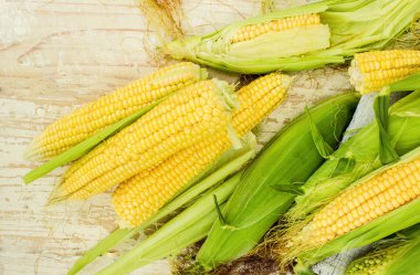 Bahçeden genç olgun Mısır. 