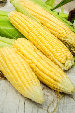 Bahçeden genç olgun Mısır. 